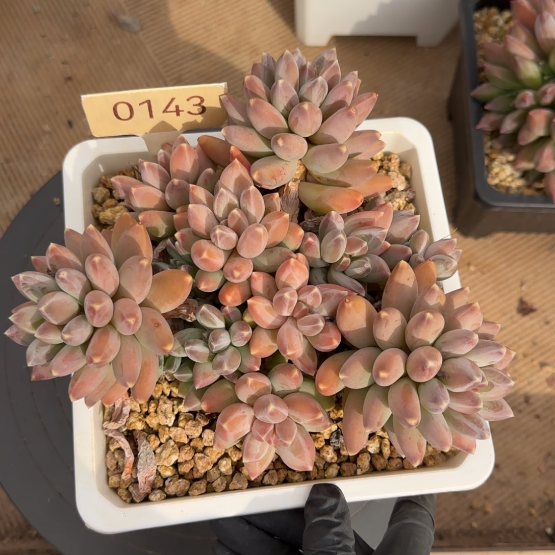 0143。     星空美人多肉