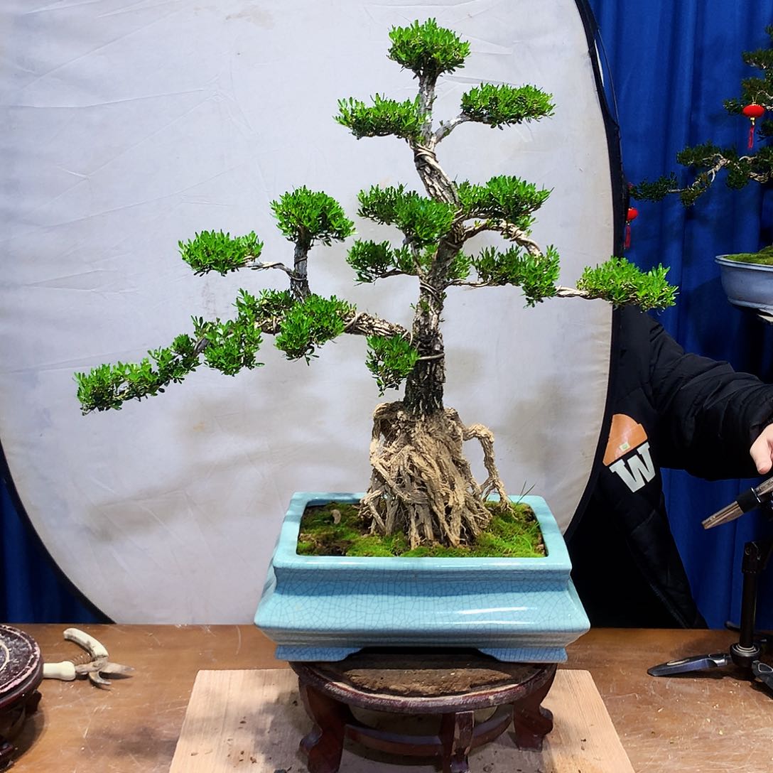 黄杨盆景一物一拍