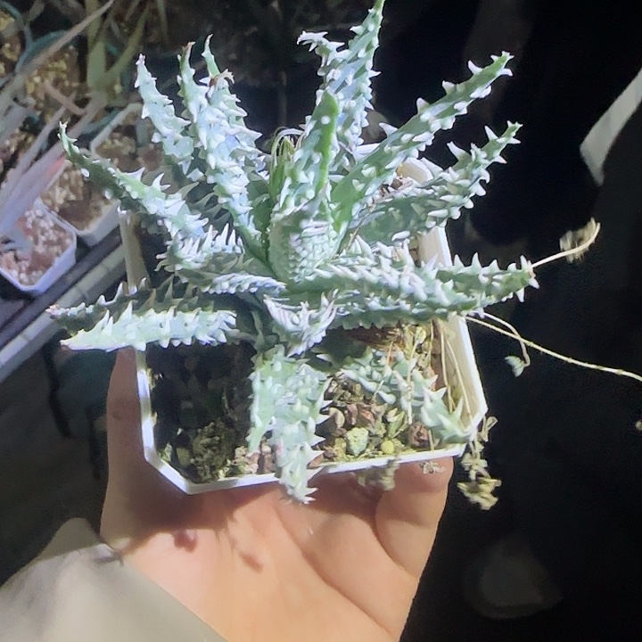 多肉植物多肉植物多肉植物