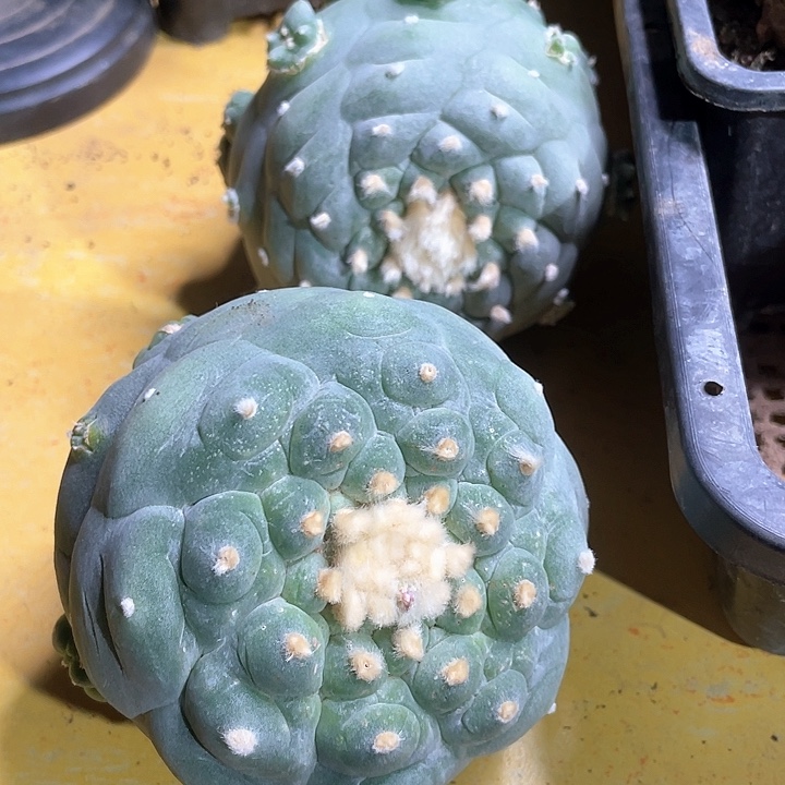 h*h仙人球花友专拍2颗005