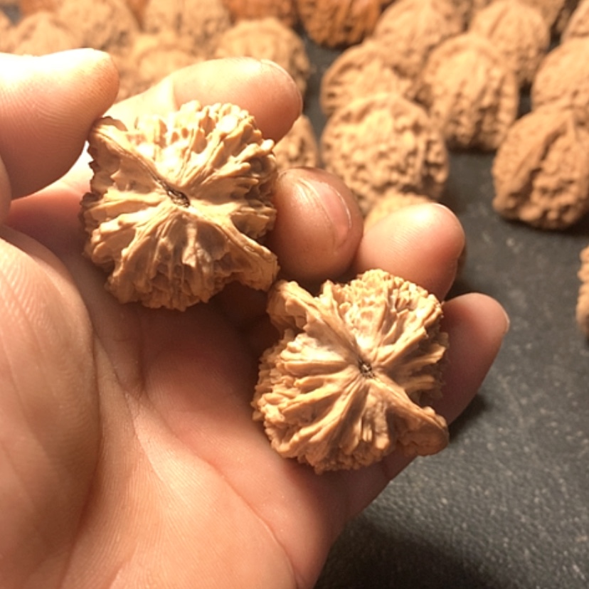 【闪购商品】弓*金牛