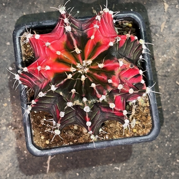 星***卡花友专拍一物一拍20