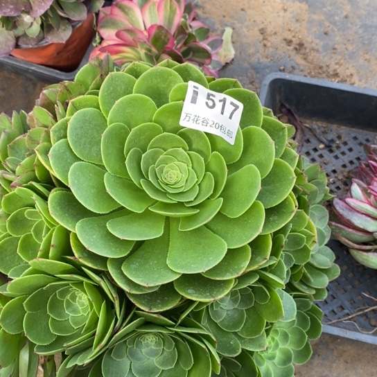 517万圣夜多肉植物