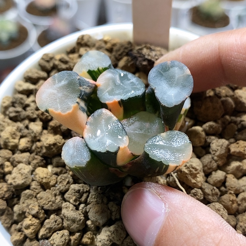 【闪购商品】146山之翠