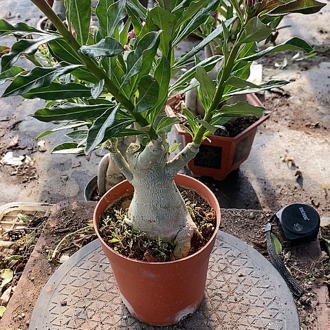 【闪购商品】无花朵大*