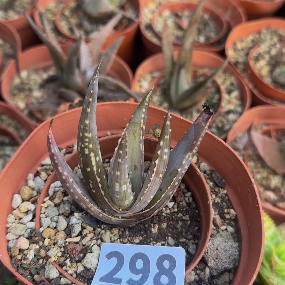 【闪购商品】叮***坨块根植物