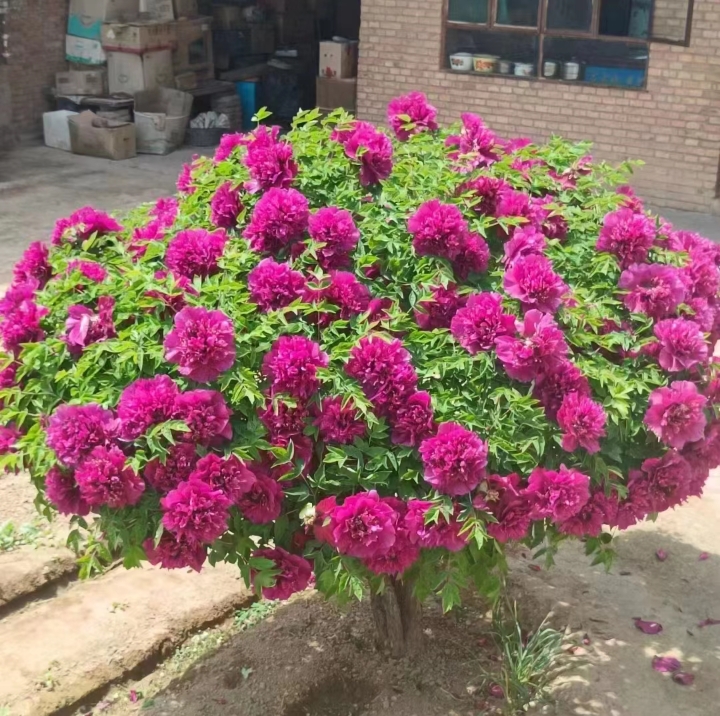 百年牡丹树 上门栽种