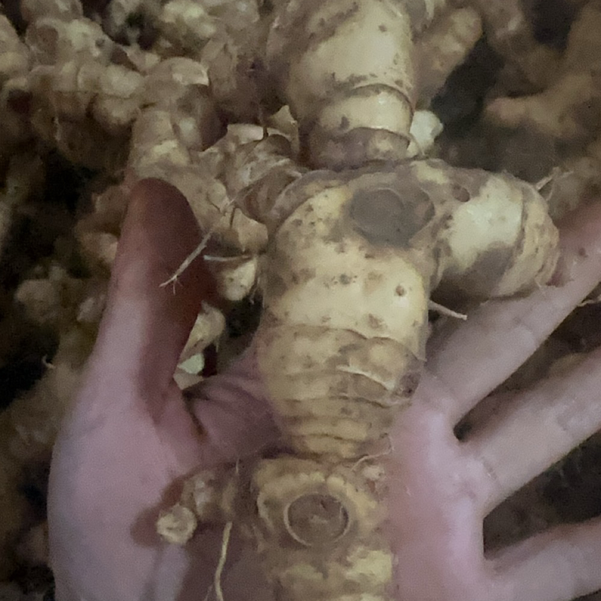 黄姜去须根茎类草本植物直播现拍