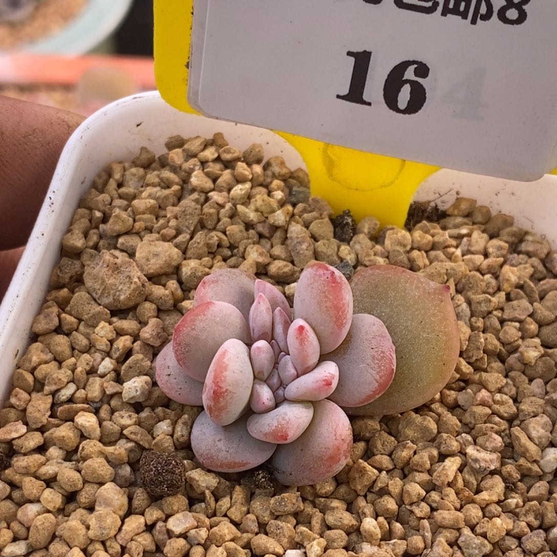 青**光816奶茶缀多肉植物……