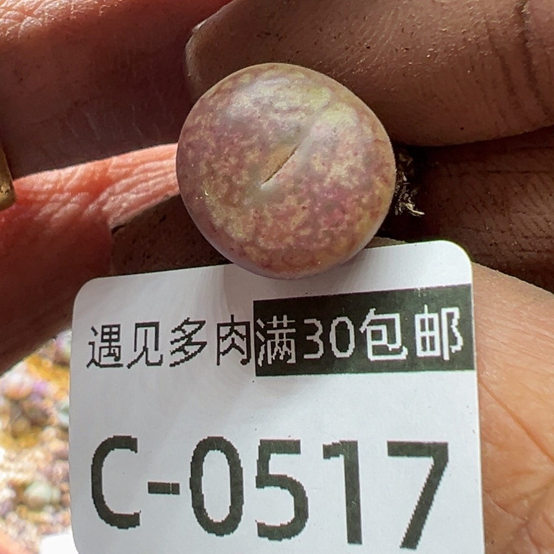 多肉植物11111111111111111