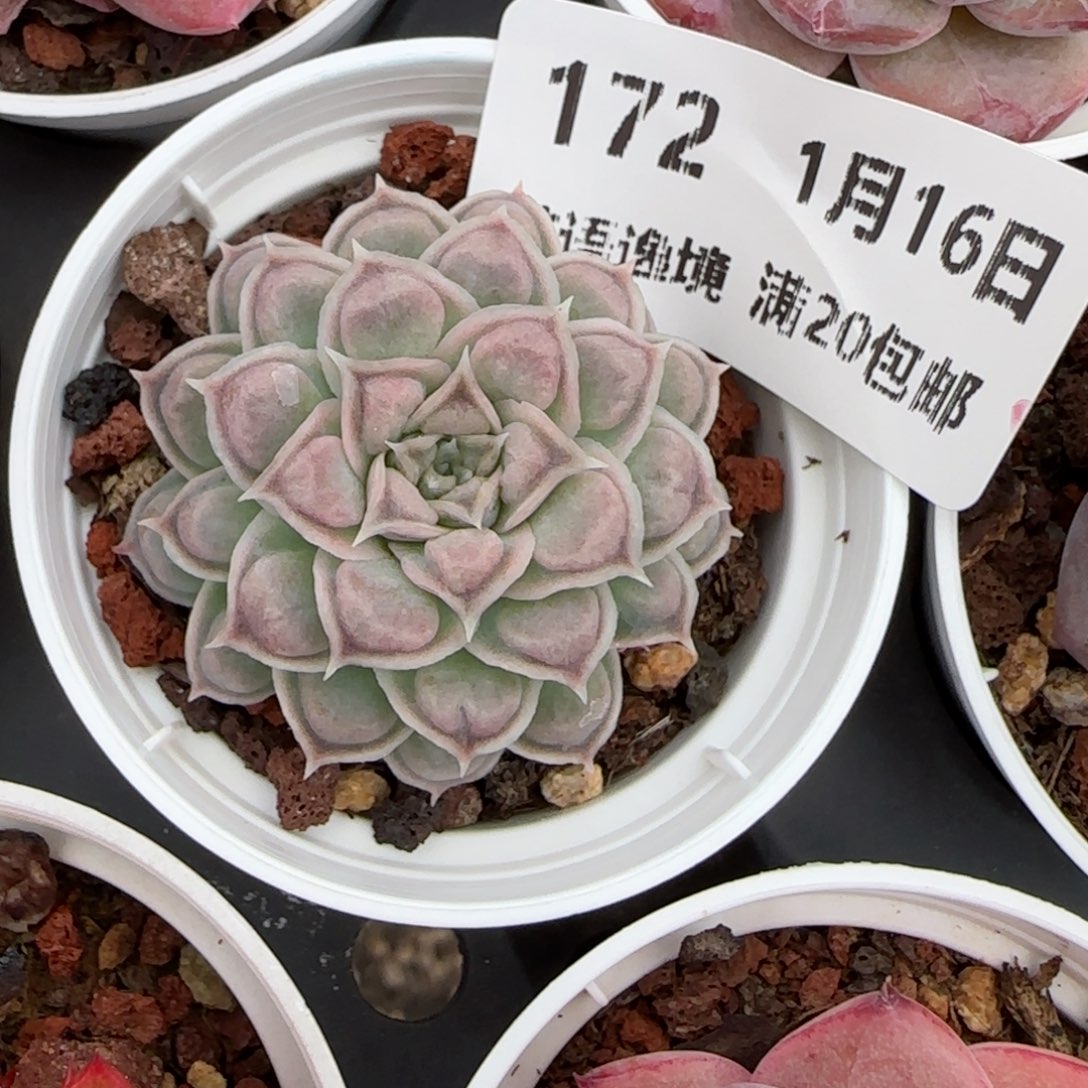 花语逸镜0116-172弥漫