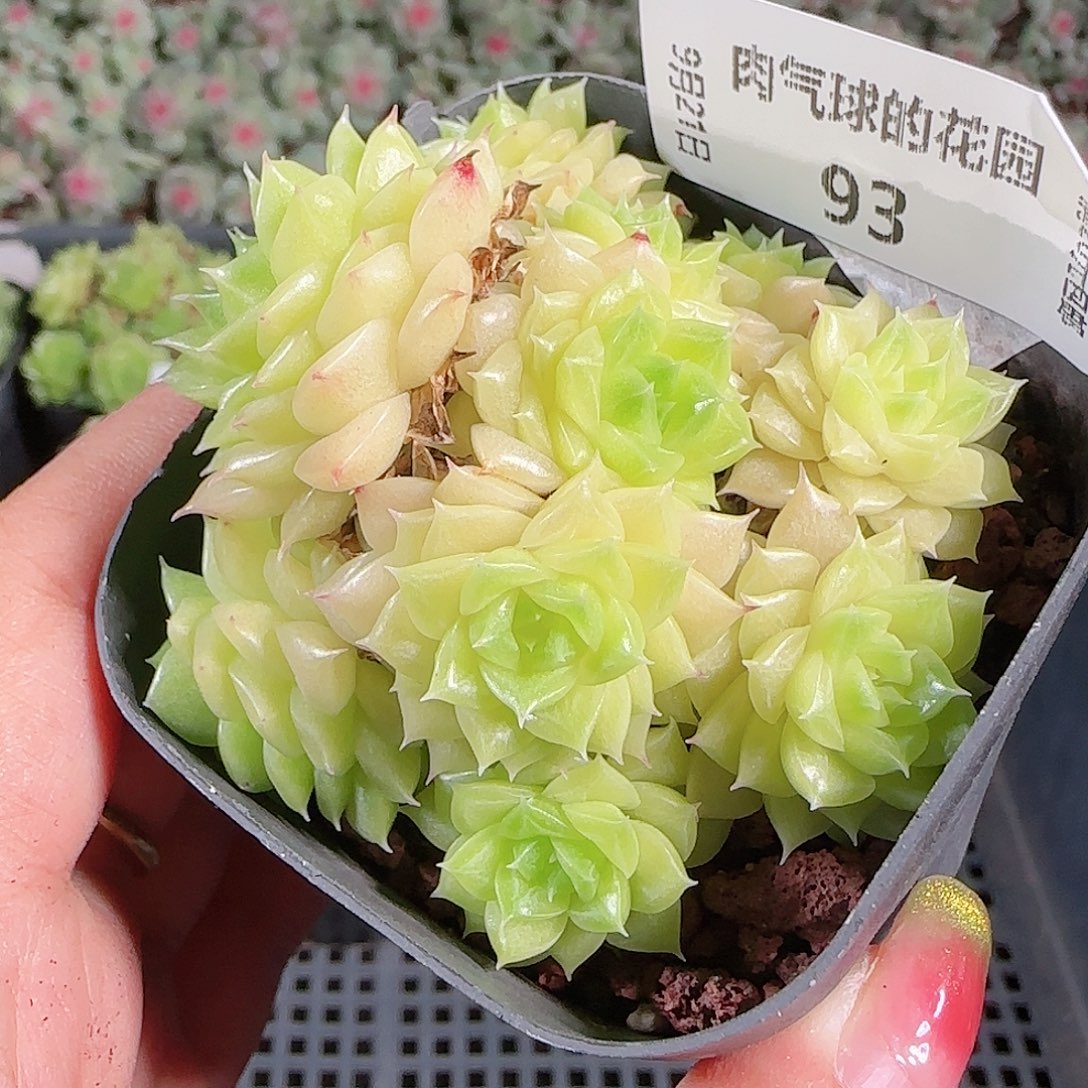 0921-93eko麦秆优选不包整