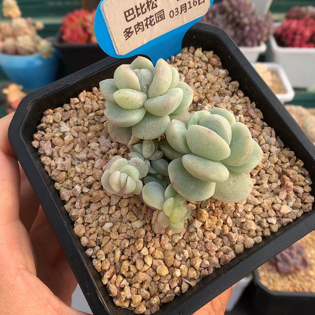 21六头潜力股冰玉石化多肉植物