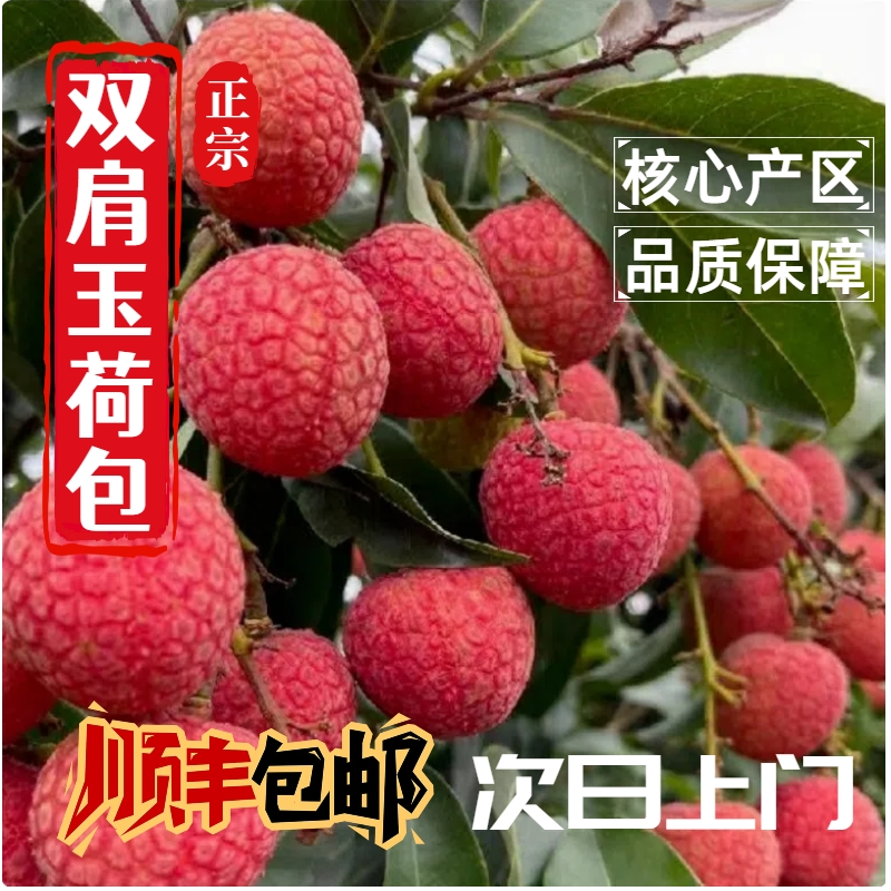 【顺丰次日达】新鲜广东双肩玉荷包荔枝荔枝同城送