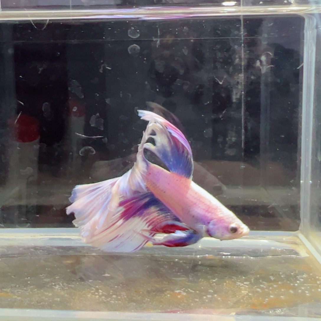 斗鱼浅色仙仙裙特殊尾