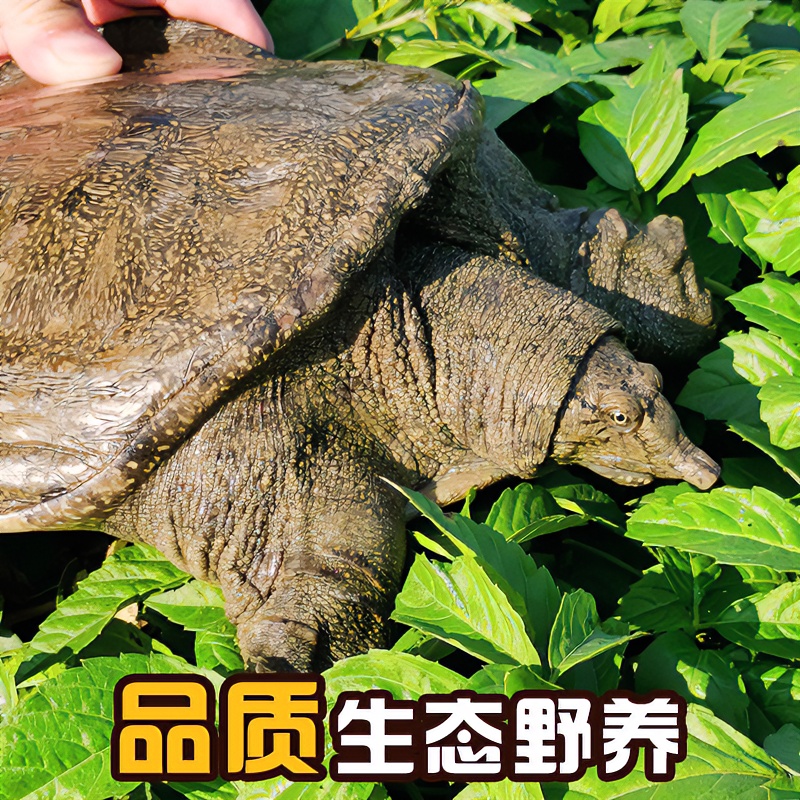 汉寿外塘冷水过冬甲鱼苗、产地直发、一手货源、无中间商。