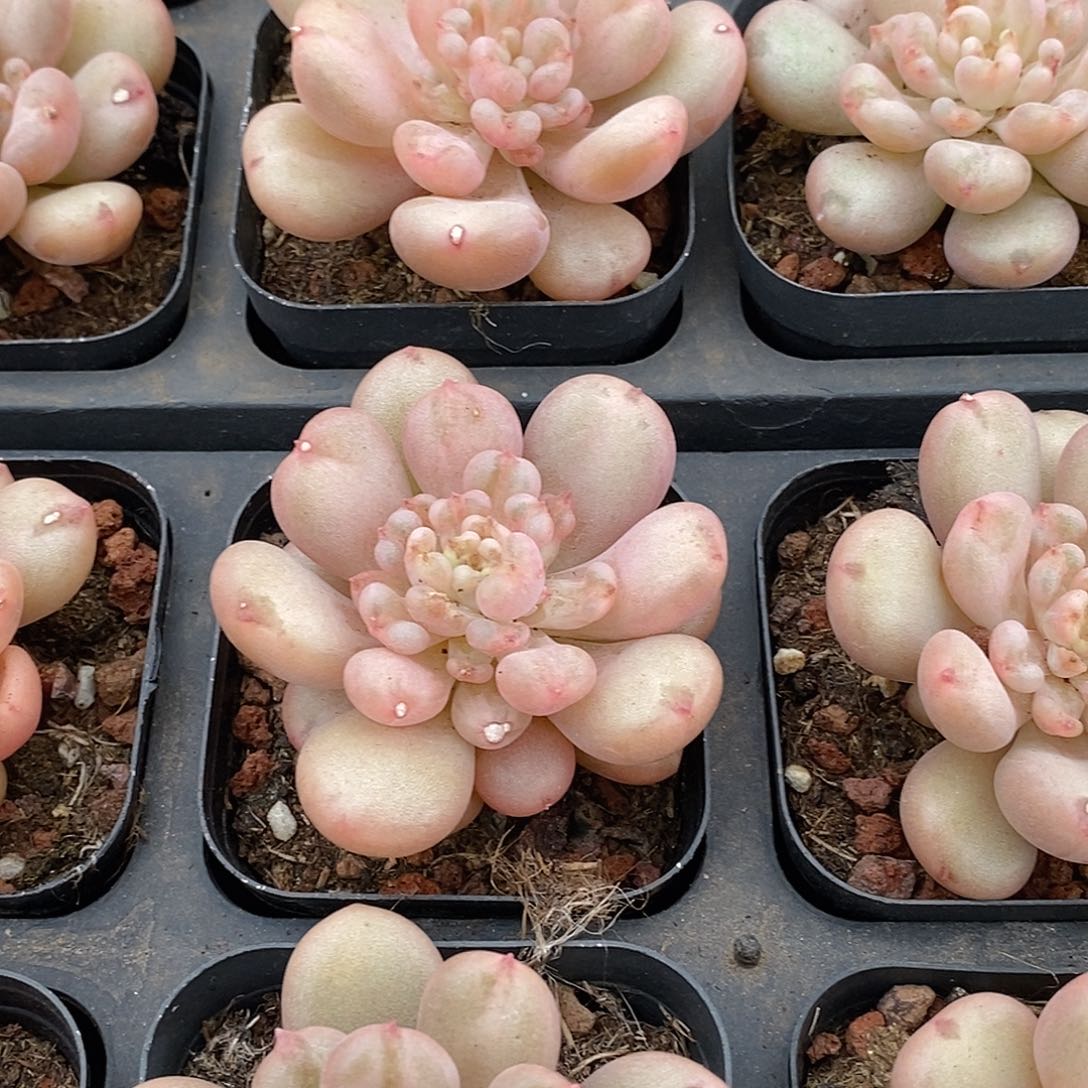 金汇园艺，143比尔盖茨