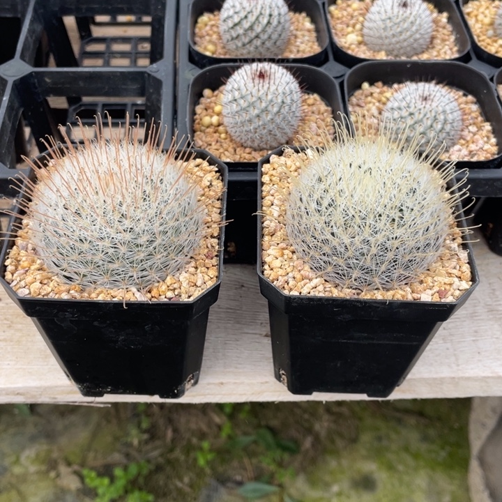 猫***咖阳炎        实生根