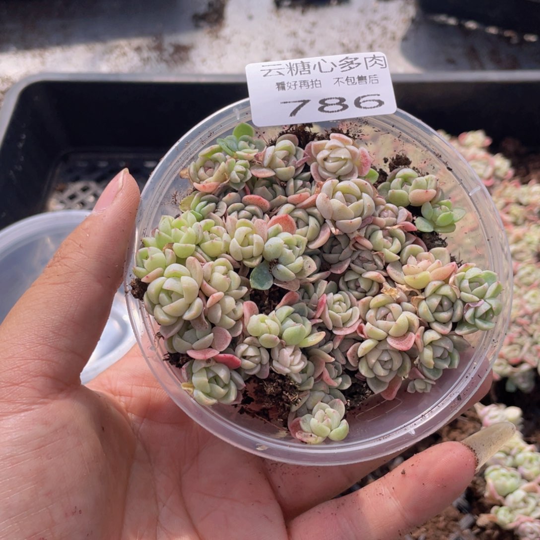 云糖心多肉植物786
