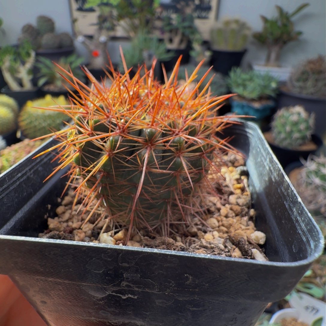 638实生桃鬼丸仙人球