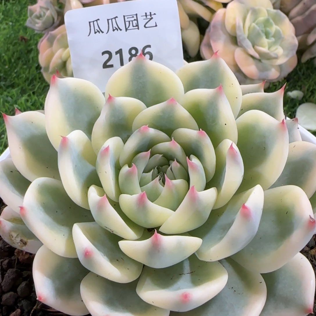 2186吉娃娃宽锦多肉植物的