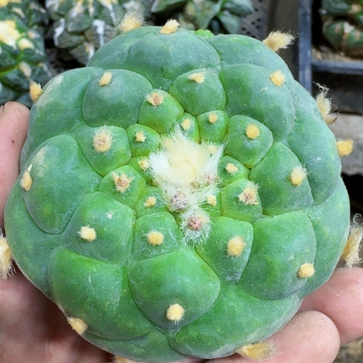 福利苗接佛头275