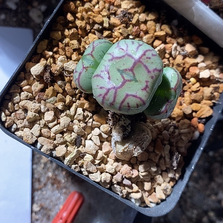 30316。 大颗铅笔画杂 福利。