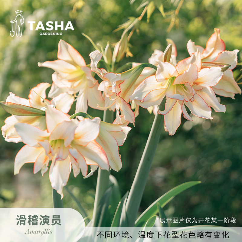 塔莎朱顶红[滑稽演员种球]