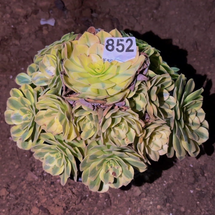 852雨荷多肉植物不售后