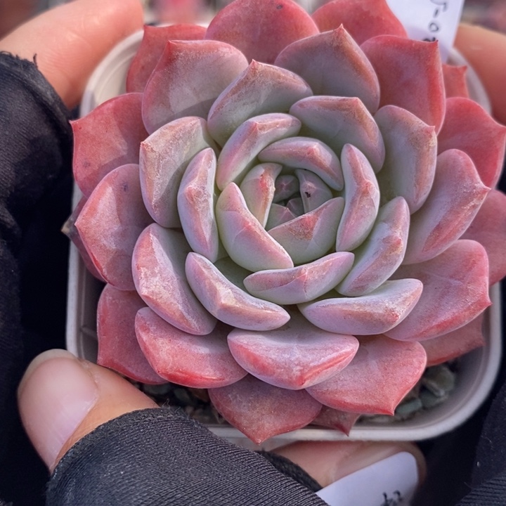 1201-502，糖心1个