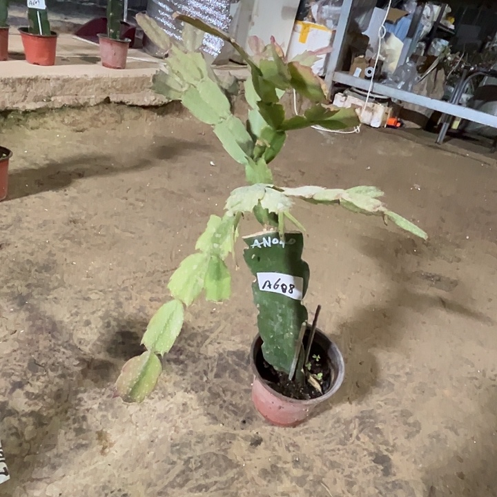 完全开放A608.AN040