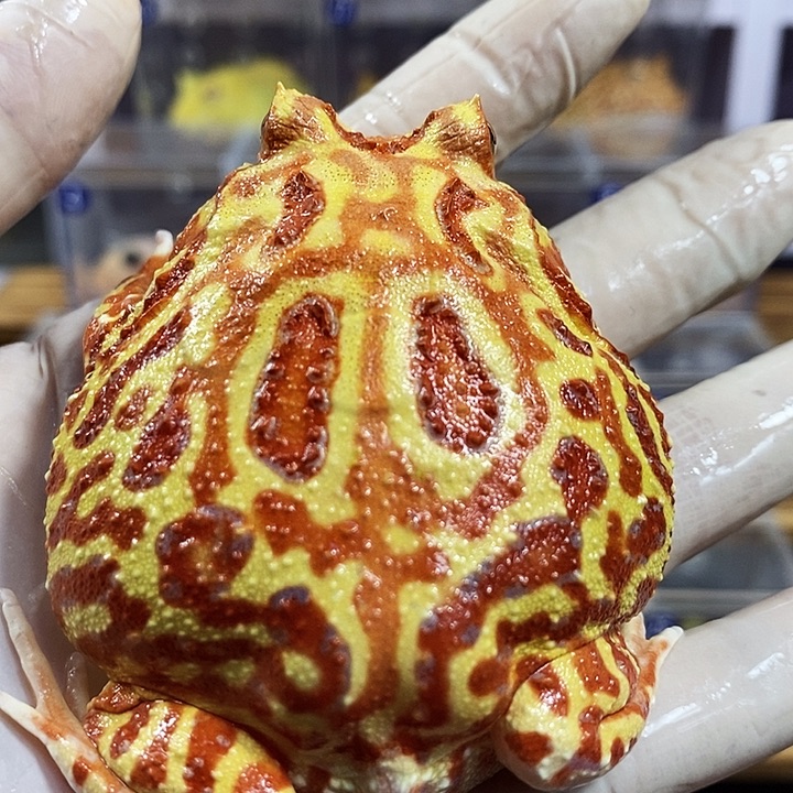 角蛙193号火龙角蛙公