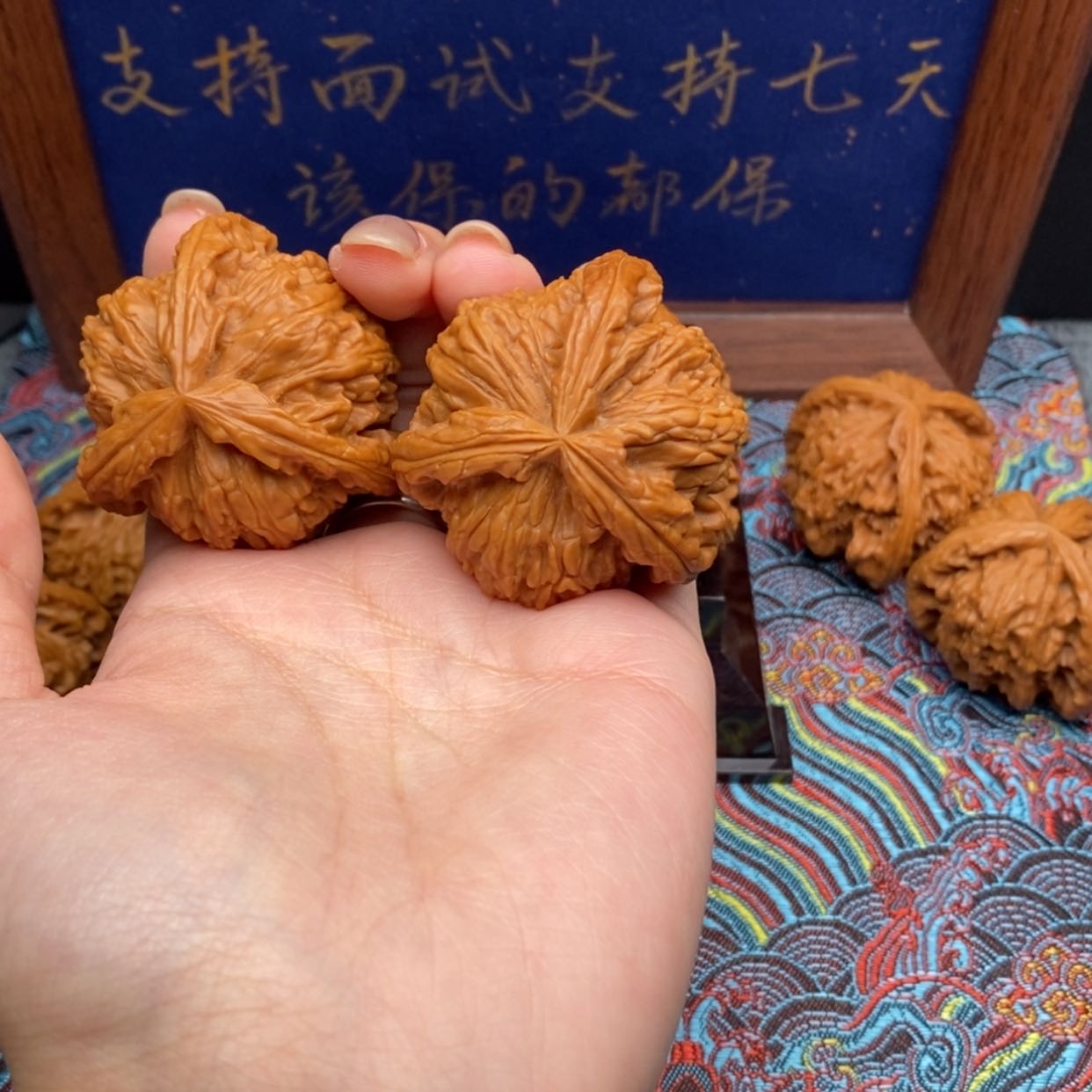【闪购商品】拂**曦白狮