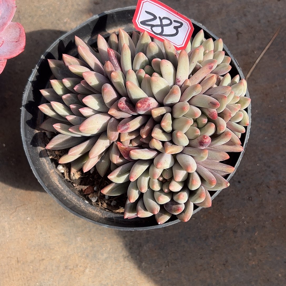 283号红蜻蜓，一物一拍