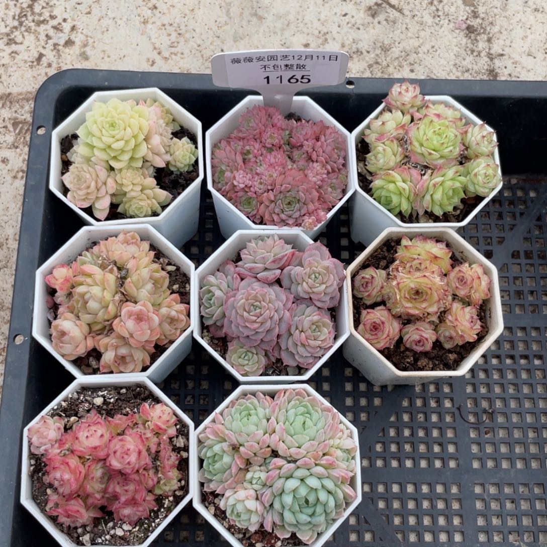 不包整散 盆子不售后1165