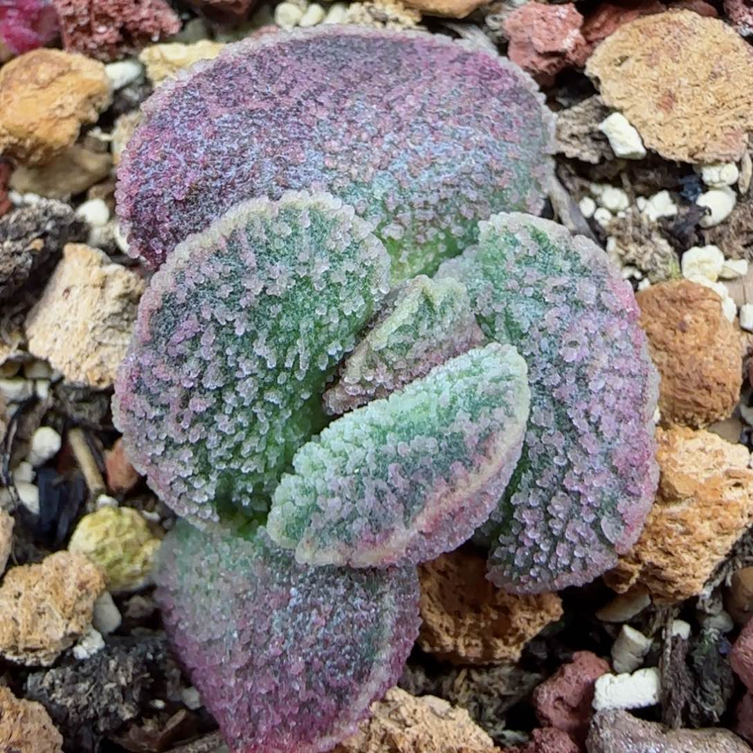 编号797整棵的价，有叶插50