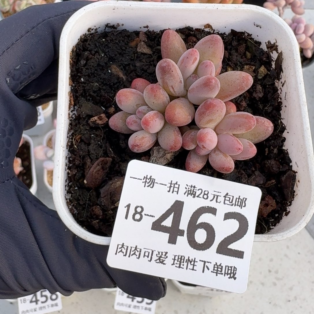 樱花奶多肉无盆土发货无无