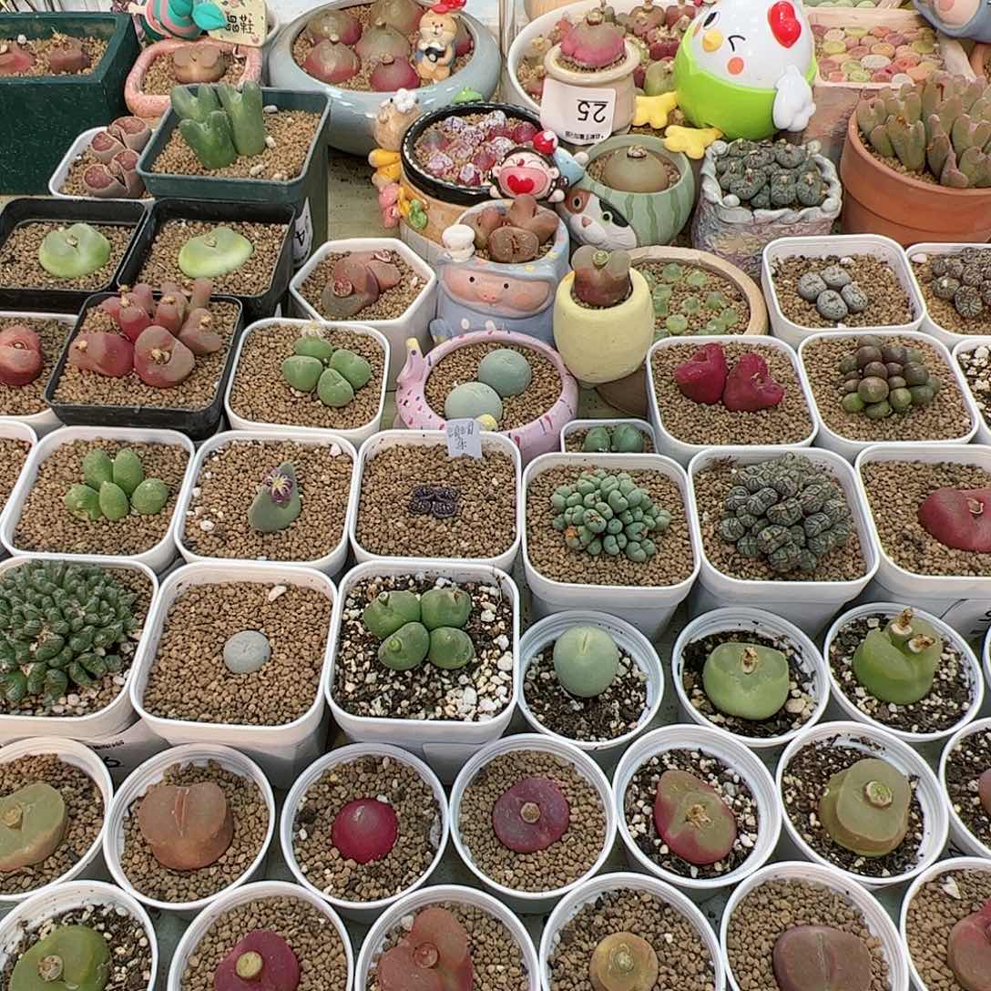 【闪购商品】J****n150元 待挖