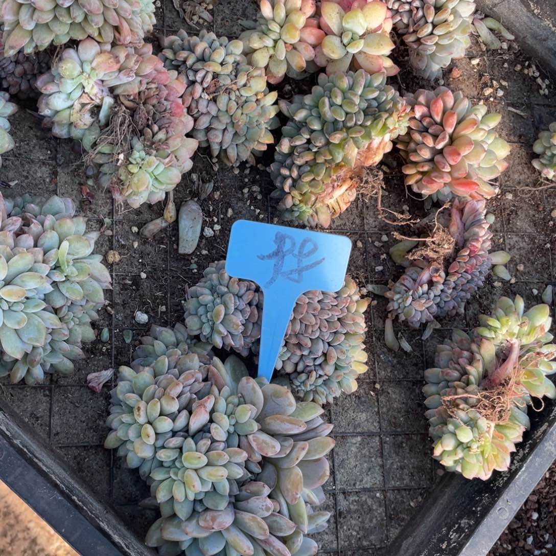 星影缀化多头群生98