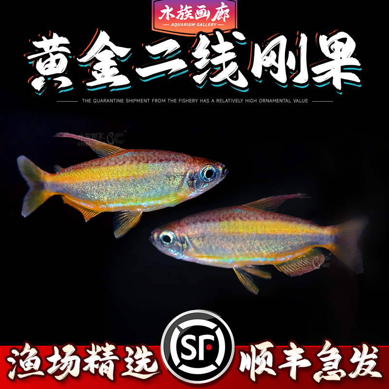 黄金二线刚果灯鱼小型热带淡水观赏鱼适合南美草缸好养耐活群游