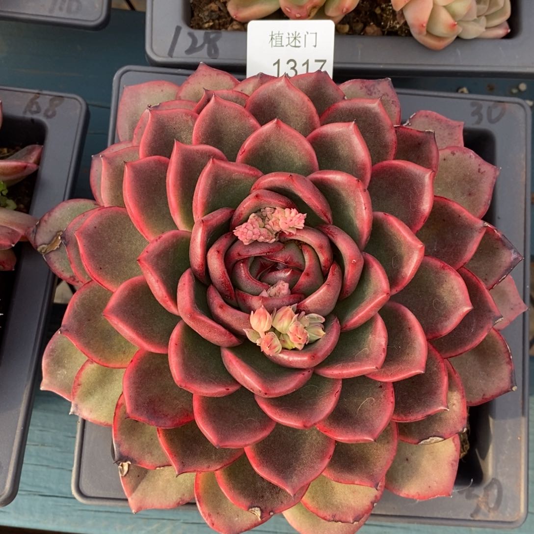 月杂交精品多肉1317