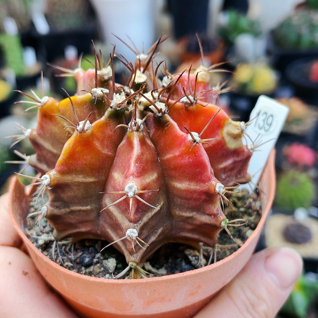 非偏远地区满25裸根发货仙人球瑕疵