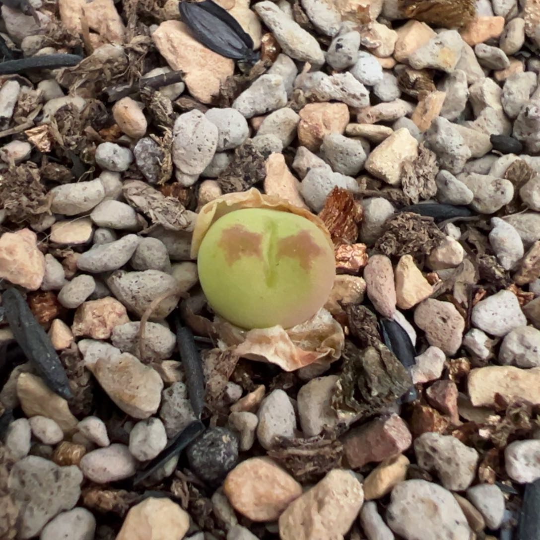 艾**滴桃本桃多肉多肉