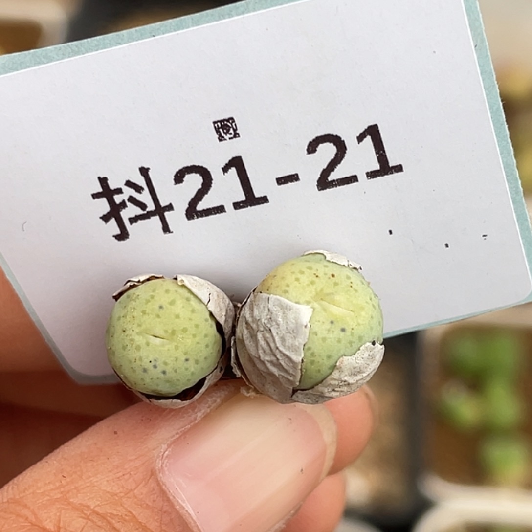 21-21奶油嘴多肉植物