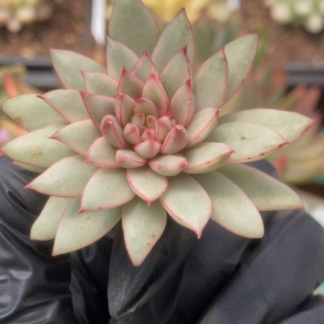689黄金雨侧芽锦锦锦锦