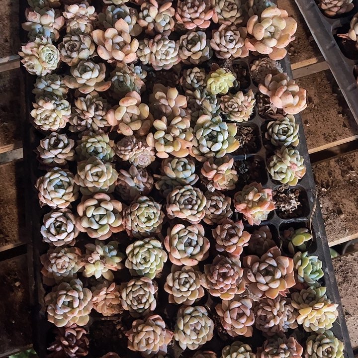 直播福利一物一拍372