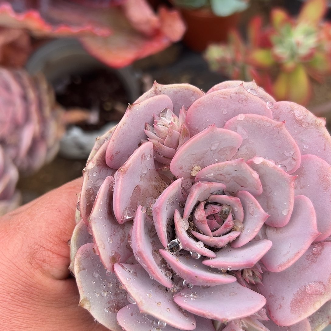 多肉植物粉蝶单头