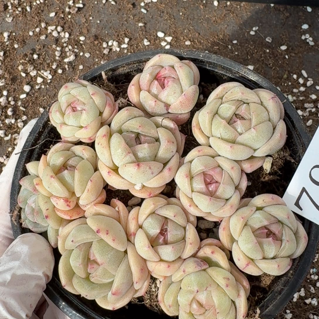 多肉植物多肉植物792