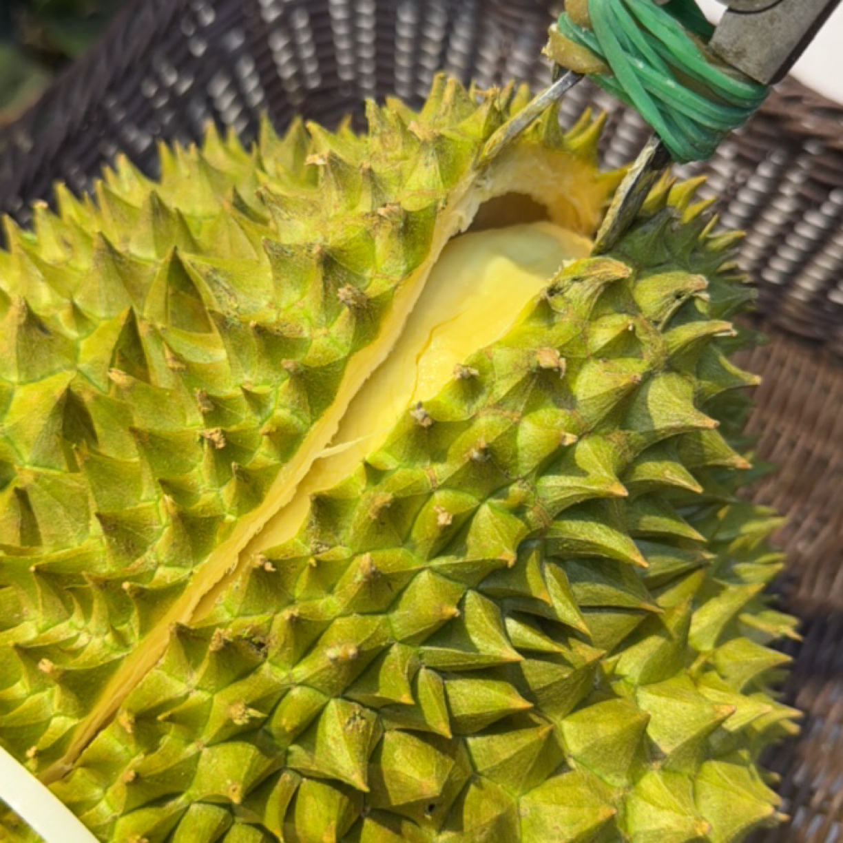 新鲜核小金枕榴莲45元每斤。果肉金黄糯甜口感金枕泰国南部