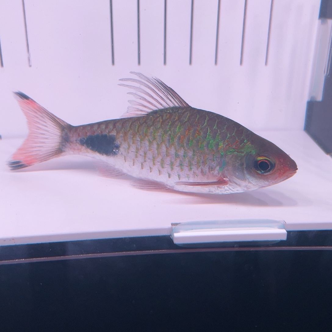 海水鱼紫红两点鲫8-10cm